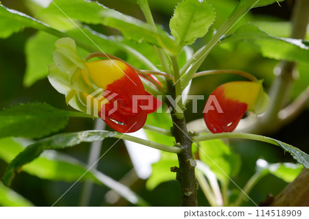 Impatiens niamniamensis 114518909