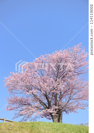 盛開的櫻花和藍天（舊鏡頭拍攝） 114519008