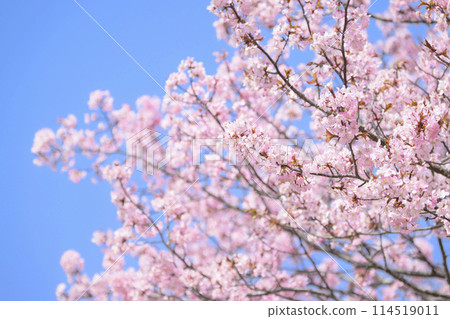 Cherry blossoms in full bloom and blue sky 114519011