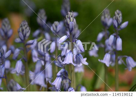 Iosen Tsurigane 114519012