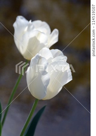 Tulip Tulip 114519107