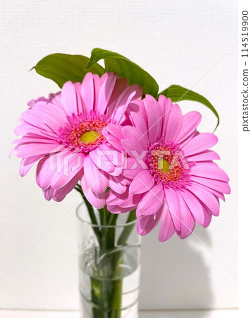 花瓶裡的非洲菊花束 1 114519900