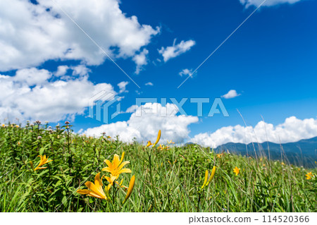 Yellow day lily flowers and mountain ranges on Kurumayama Plateau in summer, Chino City, Nagano Prefecture Yellow day lily flowers and mountain ranges on Kurumayama Plateau in summer, Chino City, Nagano Prefecture 114520366