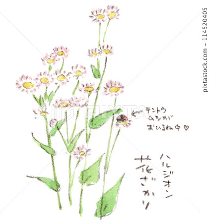 春天到初夏植物、開花翡翠和瓢蟲的水彩插圖 春天到初夏植物、開花翡翠和瓢蟲的水彩插圖 114520405