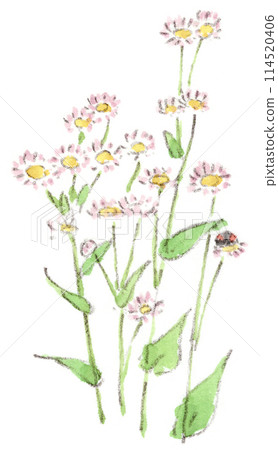 春天到初夏植物、開花翡翠和瓢蟲的水彩插圖 114520406