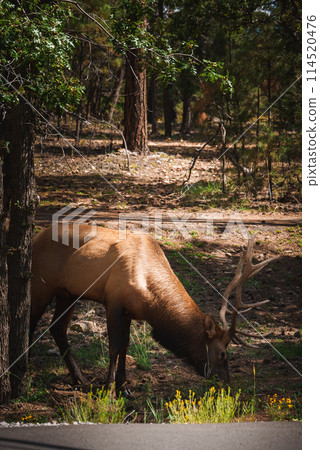Majestic elk with impressive antlers grazing in forest setting of tall pines and green foliage. Likely a national park or wildlife reserve in spring or summer. 114520476
