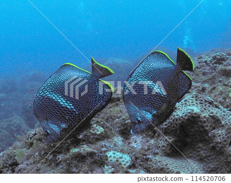 平心靜氣 114520706