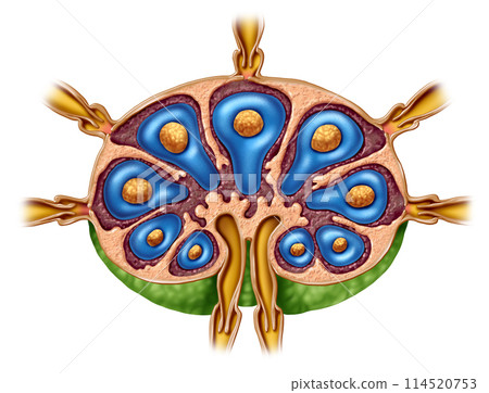 Lymph Node Anatomy 114520753