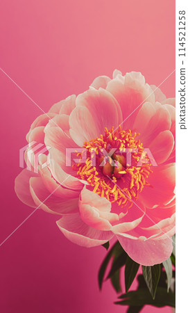 Pink peony on pink background 114521258