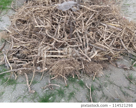 竹根莖 114521298