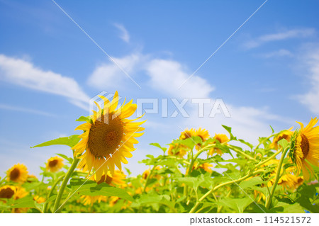 [Aichi Prefecture] Sunflower fields at Aichi Farm in Nisshin City 114521572