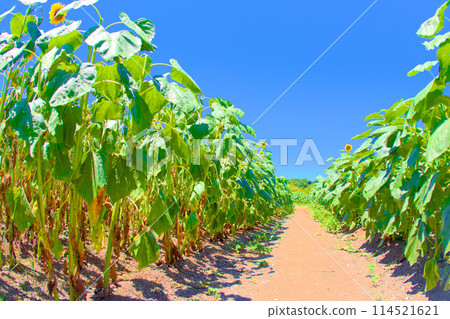 [Chita County] Tourist farm Hana Hiroba sunflower field 114521621