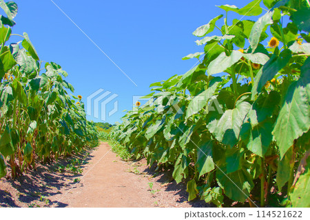 [Chita County] Tourist farm Hana Hiroba sunflower field 114521622