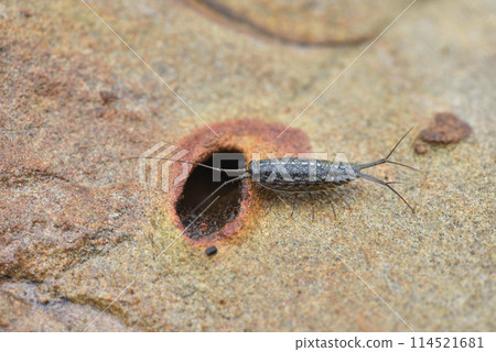 海蟑螂科是一種常見的岸棲甲殼類昆蟲 海蟑螂科是一種常見的岸棲甲殼類昆蟲 114521681
