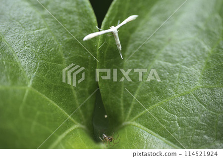 綠色葉子上的蜘蛛和甘藷白鳥羽蛾 綠色葉子上的蜘蛛和甘藷白鳥羽蛾 114521924