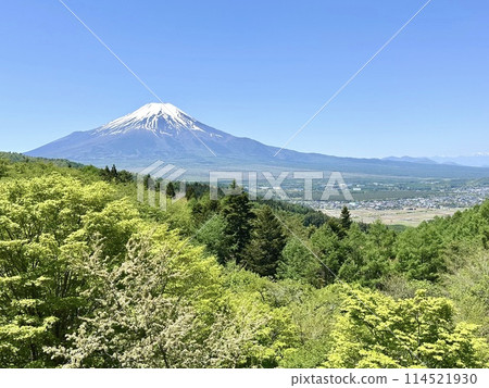 Fresh green trees and Mt. Fuji in spring 114521930