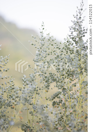Eucalyptus trees 114522015