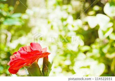 康乃馨☆康乃馨 114522031