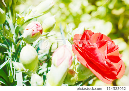 康乃馨☆康乃馨 114522032