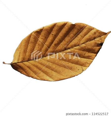 落葉枯葉透明背景素材 114522517