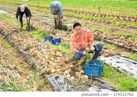 Asian female farmer with box of ripe onion on farmer plantation Asian female farmer with box of ripe onion on farmer plantation 114522702