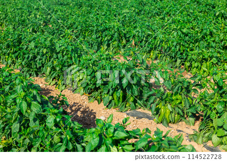 Ripe bell peppers hanging on bushes planted on farm field 114522728