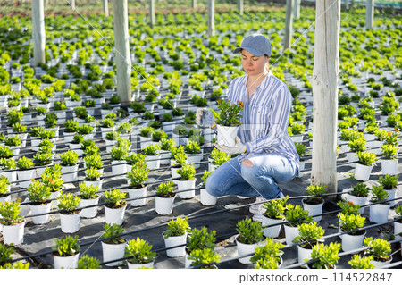 Female gardener checking potted blooming daisies in glasshouse 114522847