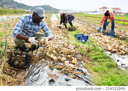 Man harvesting onion on plantation 114522849