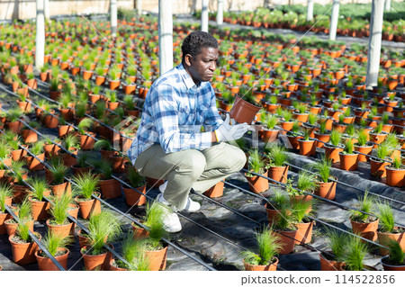 Male farm worker caring for fescue flowers in greenhouse Male farm worker caring for fescue flowers in greenhouse 114522856