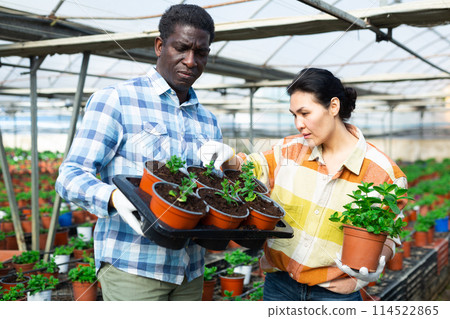 Woman and man gardeners taking care of plants in greenhouse Woman and man gardeners taking care of plants in greenhouse 114522865