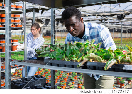 African American florist placing blooming begonias in trays on metal rack African American florist placing blooming begonias in trays on metal rack 114522867