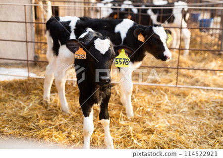 Calves with ear tags standing in plastic calf hutch in livestock barn on farm 114522921
