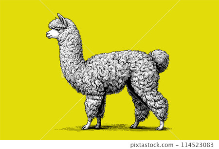 Alpaca engraved drawing illustration on yellow BG Alpaca engraved drawing illustration on yellow BG 114523083