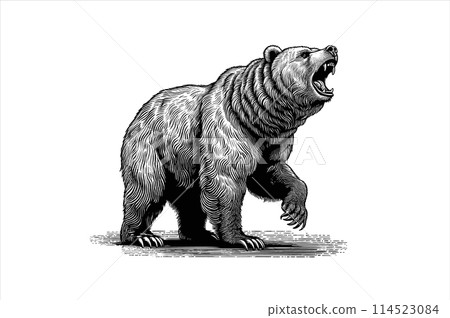 Bear howling vector illustration isolated on white BG Bear howling vector illustration isolated on white BG 114523084