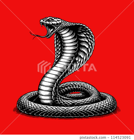 King cobra vector engraving on red BG King cobra vector engraving on red BG 114523091