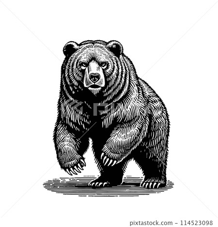 Monochrome engraving bear standing illustration Monochrome engraving bear standing illustration 114523098