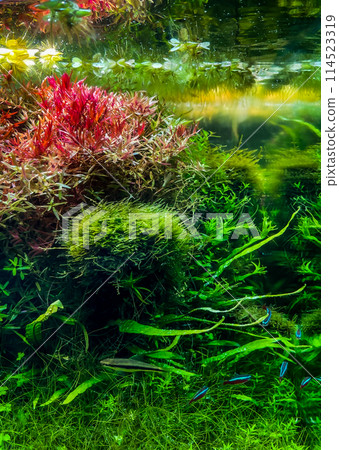 Cardinal tetras in a planted aquarium 114523319