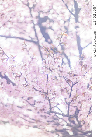 Cherry blossoms in full bloom (taken with an old lens) Cherry blossoms in full bloom (taken with an old lens) 114523584