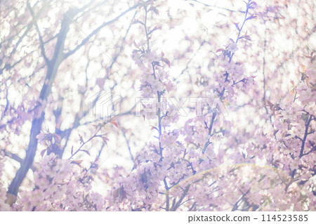 Cherry blossoms in full bloom (taken with an old lens) Cherry blossoms in full bloom (taken with an old lens) 114523585