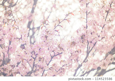 Cherry blossoms in full bloom (taken with an old lens) 114523586