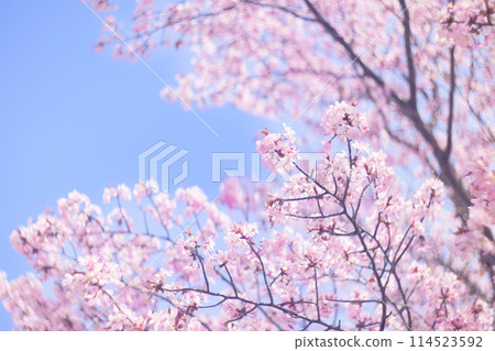 盛開的櫻花和藍天（舊鏡頭拍攝） 114523592