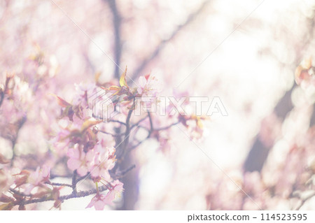 Cherry blossoms in full bloom (taken with an old lens) Cherry blossoms in full bloom (taken with an old lens) 114523595