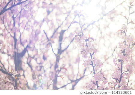 盛開的櫻花（用舊鏡頭拍攝） 114523601