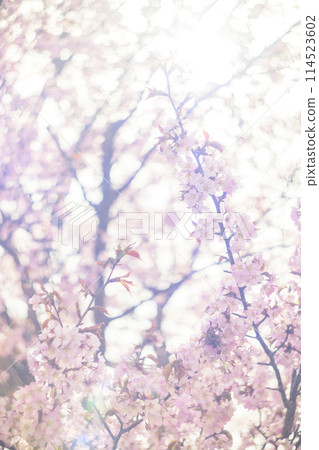 Cherry blossoms in full bloom (taken with an old lens) 114523602