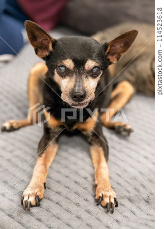 18 years old senior dog toy terrier sitting wrong because of arthritis 18 years old senior dog toy terrier sitting wrong because of arthritis 114523618