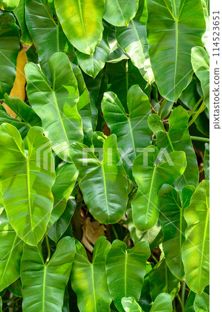 Fresh green Philodendron leaf texture, Nature background 114523651