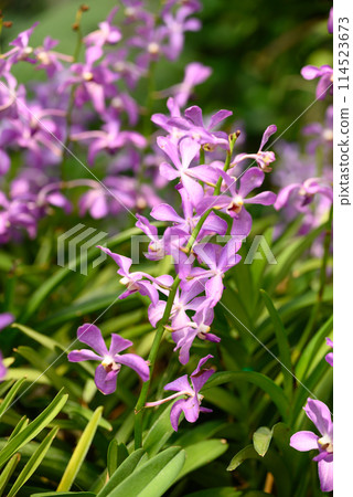 Purple orchid flowers (Ascocentrum miniatum or Vanda miniatum) 114523673
