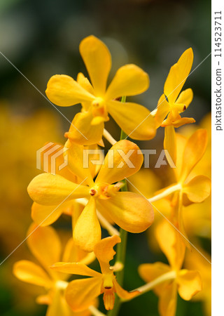 Yellow orchid flowers (Ascocentrum miniatum) Yellow orchid flowers (Ascocentrum miniatum) 114523711
