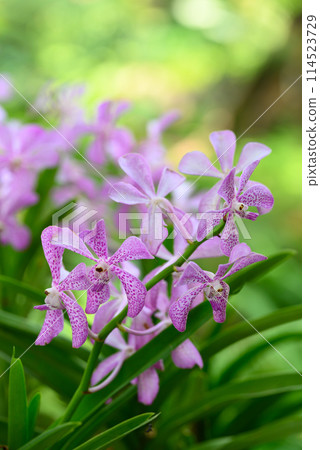 Purple orchid flowers (Ascocentrum miniatum or Vanda miniatum) 114523729