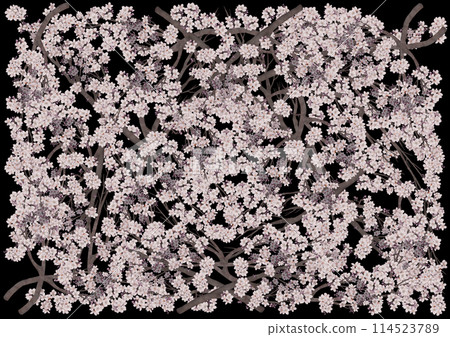 黑色背景中盛開的奇美櫻花 114523789